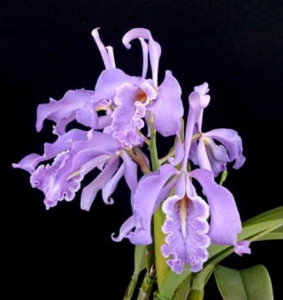 cattleya coerulea pedrena striata