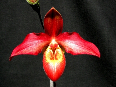 Orchideen bern