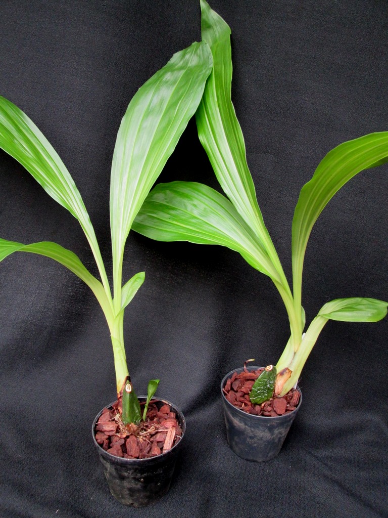 Elsner Orchideen Anguloa clowesii