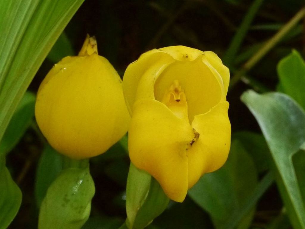 Elsner Orchideen Anguloa dubia