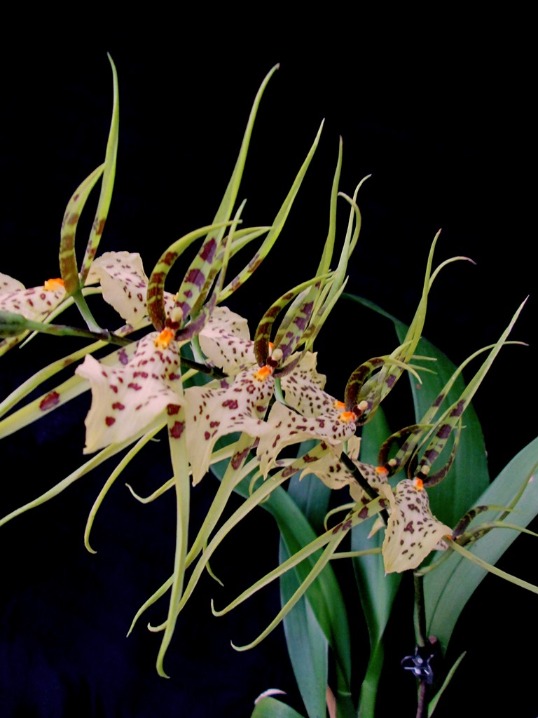 Brassia maculata