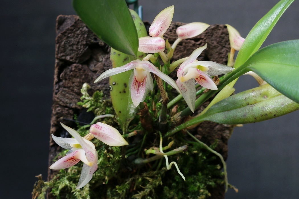 Elsner Orchideen Bulbophyllum infundibuliforme