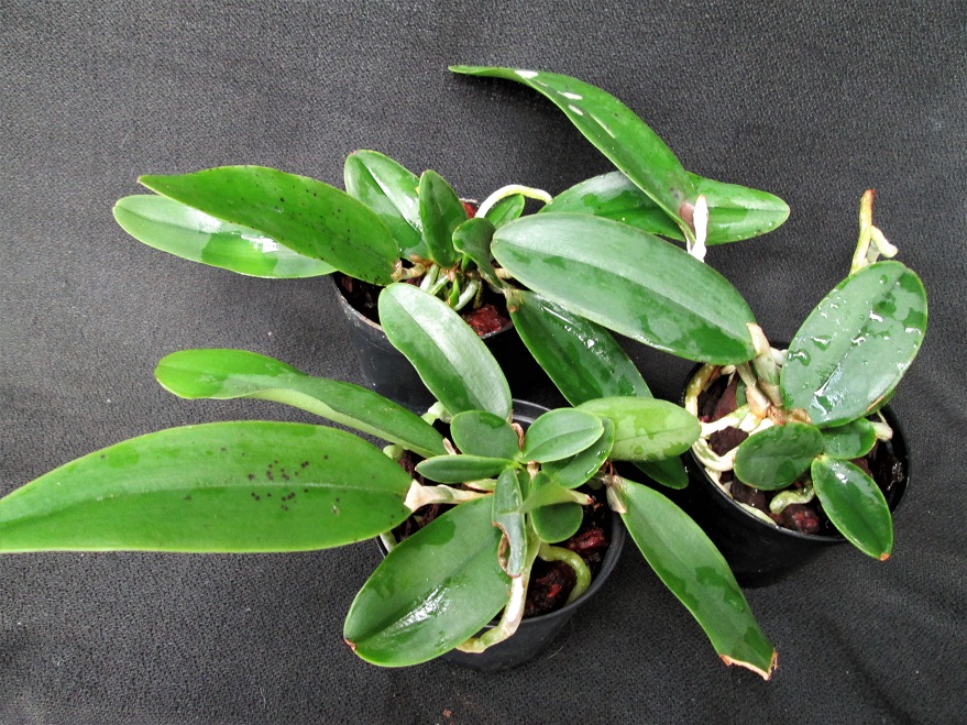 Elsner Orchideen Cattleya aclandiae 'coerulea' x C. schilleriana