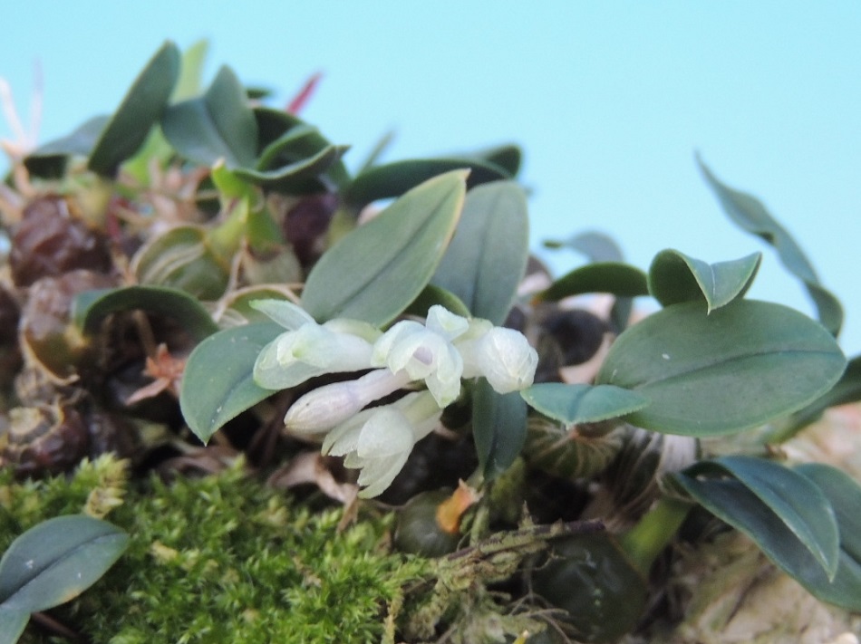 Elsner Orchideen Dendrobium leucocyanum