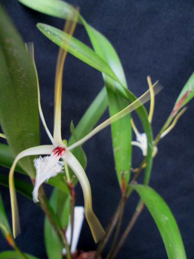 Elsner Orchideen Diplocaulobium tipuliferum