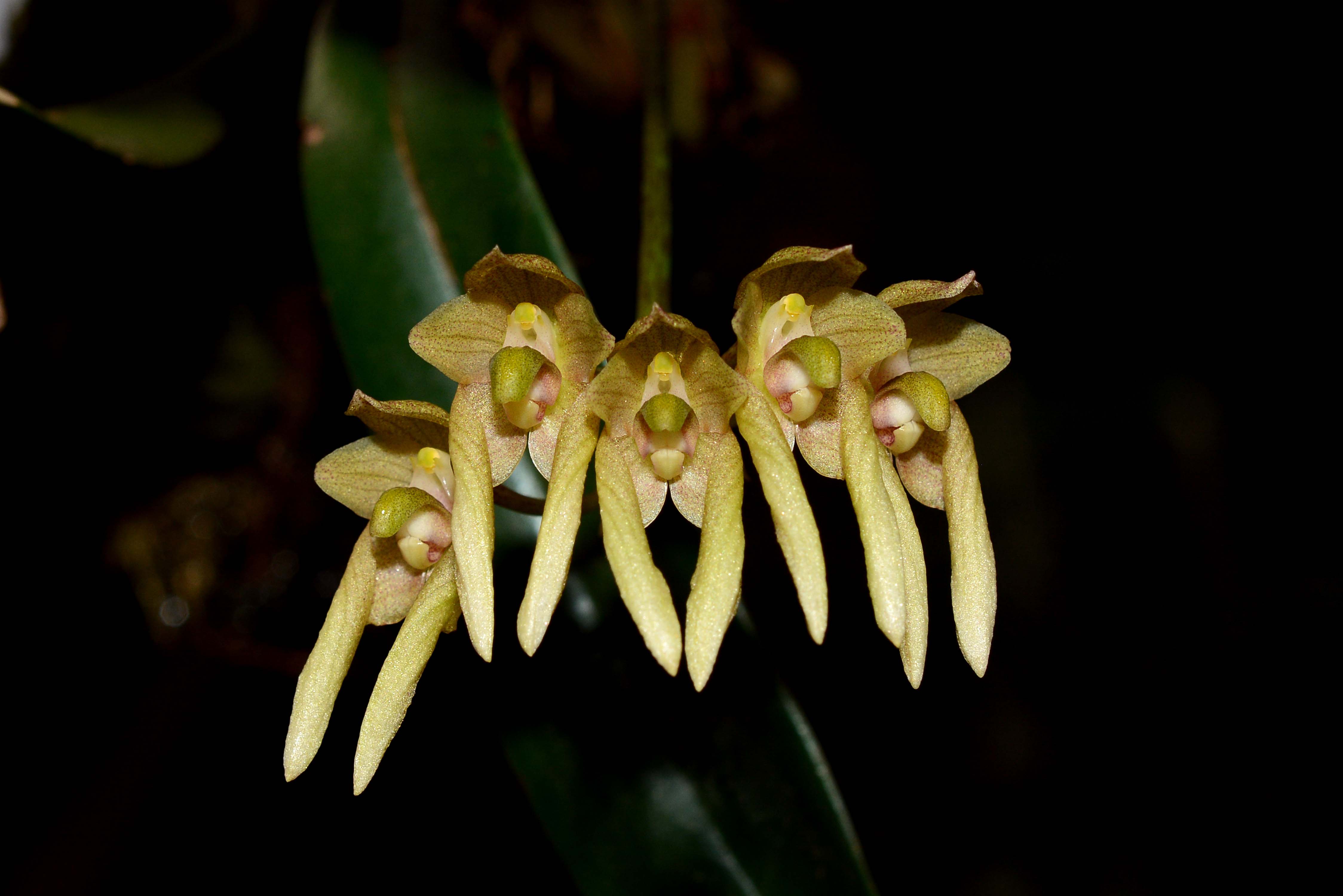 Elsner Orchideen Bulbophyllum umbellatum