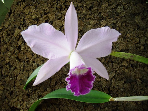 Elsner Orchideen Cattleya Dolosa Coerulea X Labiata Coerulea