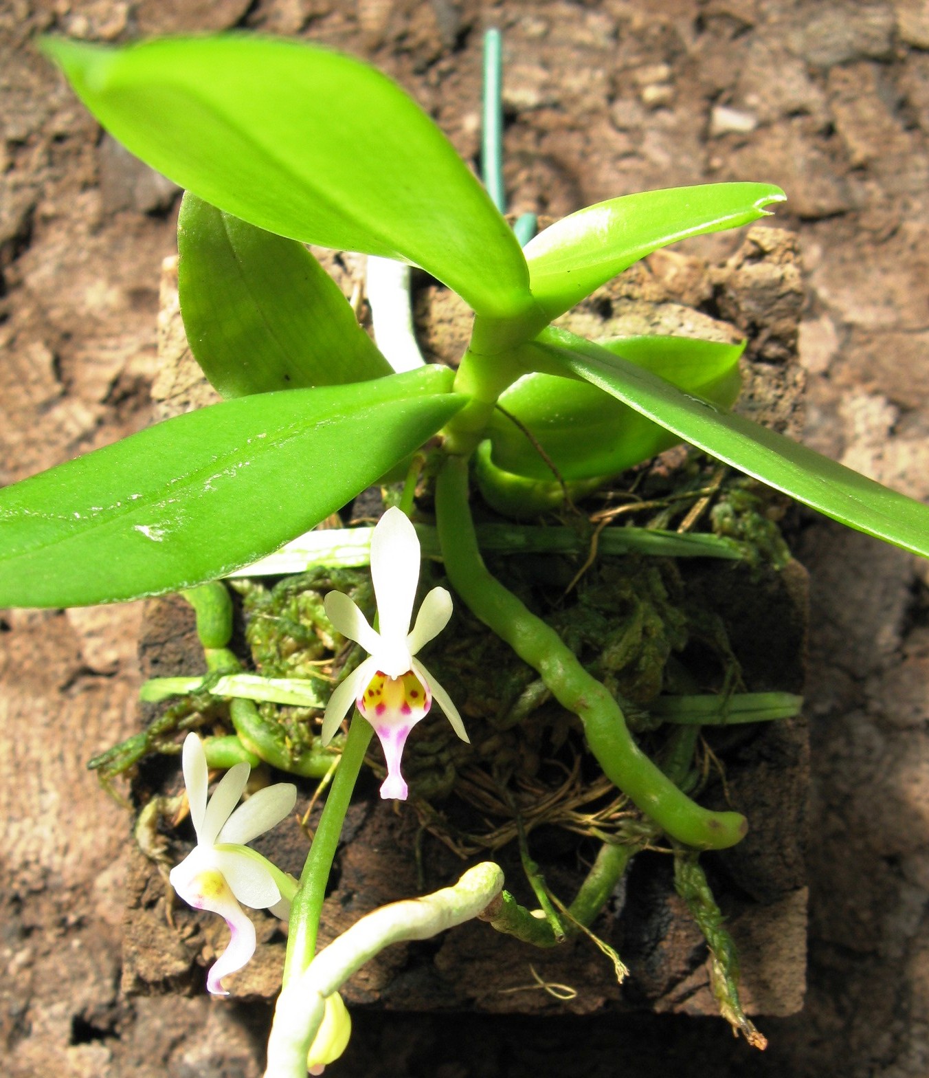 Elsner Orchideen Diploprora truncata
