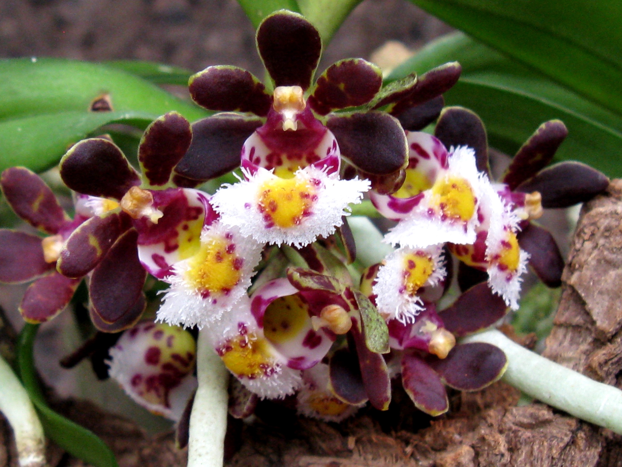 Elsner Orchideen - Gastrochilus bellinus