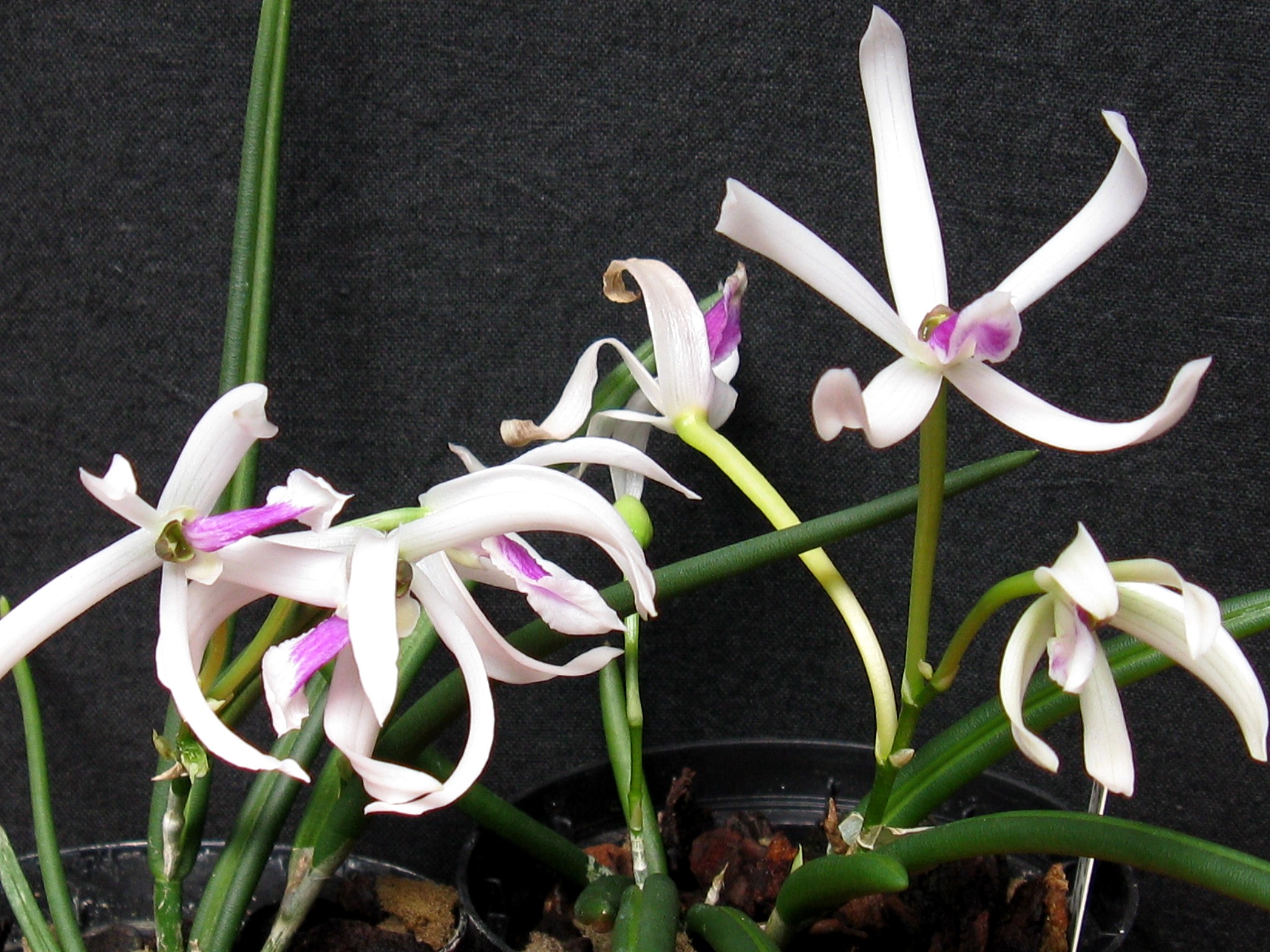 Elsner Orchideen Leptotes bicolor