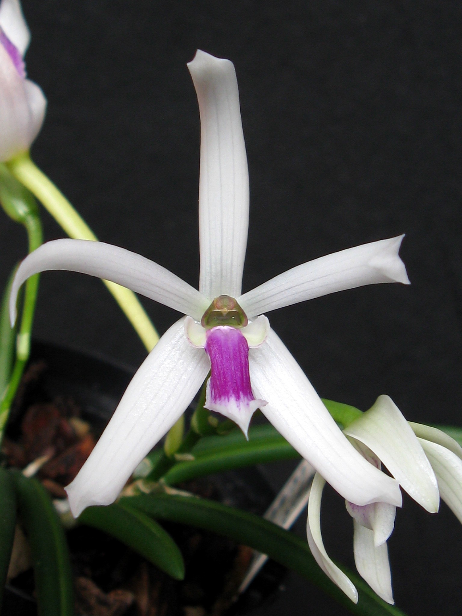 Elsner Orchideen Leptotes bicolor