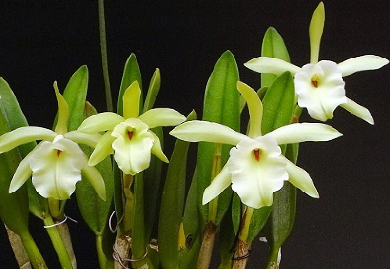 Elsner Orchideen Rhyncholaelia glauca