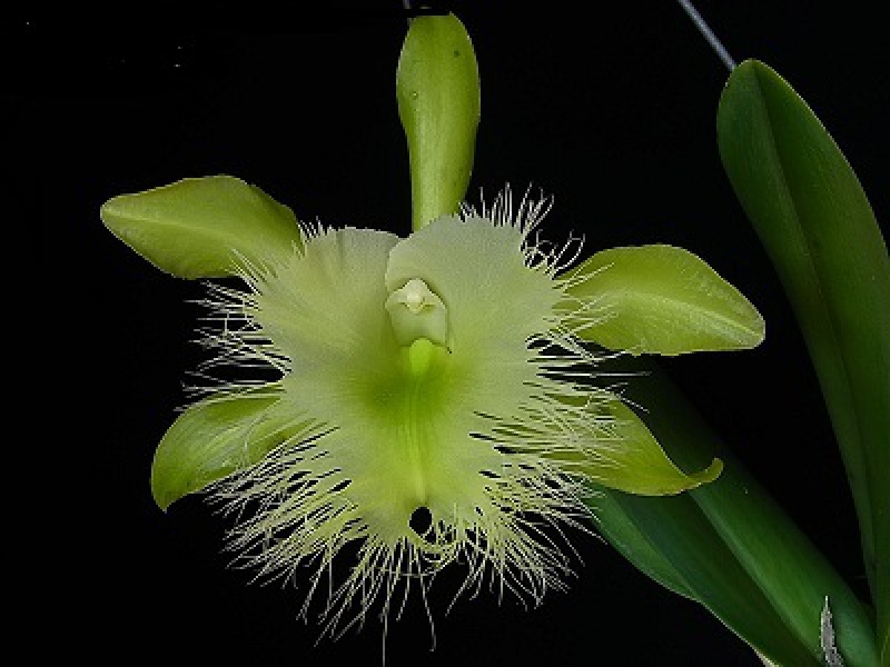 Elsner Orchideen Rhyncholaelia digbyana
